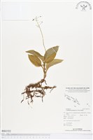 登錄號:BS01522藏品圖，第1張