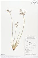 四稜飄拂草、木風草、日照飄拂草藏品圖，第1張