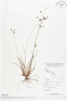 登錄號:BS01529藏品圖，第1張