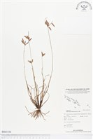 竹子飄拂草藏品圖，第1張