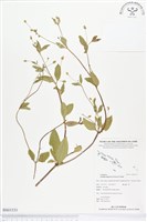 沼生金鈕扣藏品圖，第1張