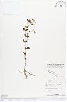 黃花過長沙舅藏品圖，第1張