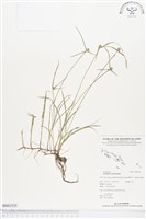 短葉水蜈蚣藏品圖，第1張