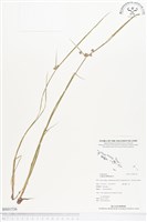 異花莎草藏品圖，第1張