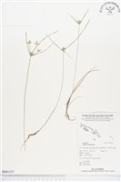 莎田草、扁穗莎草藏品圖，第1張