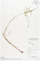 碎米莎草藏品圖，第1張