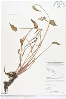 鴨舌草藏品圖，第1張