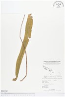 登錄號:BS01540藏品圖，第1張