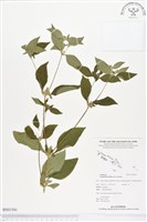 金腰箭藏品圖，第1張