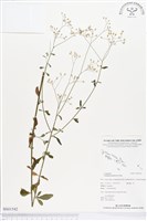 一枝香藏品圖，第1張