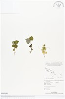 草胡椒藏品圖，第1張