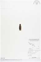 登錄號:BS01546藏品圖，第1張