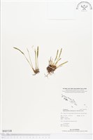 登錄號:BS01548藏品圖，第1張