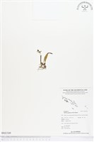 閉花八粉蘭藏品圖，第1張