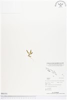 登錄號:BS01551藏品圖，第1張