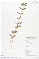 飛揚草藏品圖，第1張