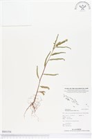 疣果葉下珠藏品圖，第1張