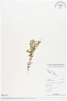 圓錐花遠志藏品圖，第1張