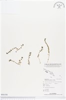 千根草藏品圖，第1張