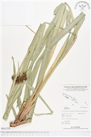 登錄號:BS01559藏品圖，第1張