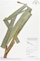 登錄號:BS01560藏品圖，第1張