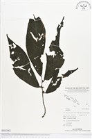 登錄號:BS01562藏品圖，第1張