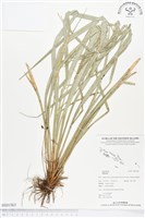 登錄號:BS01563藏品圖，第1張