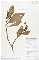 登錄號:BS01564藏品圖，第1張