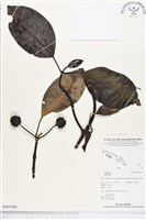 登錄號:BS01566藏品圖，第1張