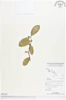 登錄號:BS01567藏品圖，第1張