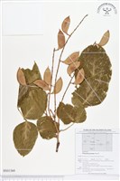 水黃皮藏品圖，第1張