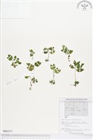 登錄號:BS01571藏品圖，第1張