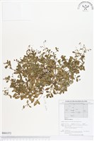 雙花耳草藏品圖，第1張