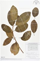 登錄號:BS01574藏品圖，第1張