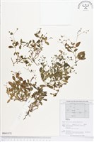 登錄號:BS01575藏品圖，第1張