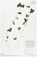 登錄號:BS01576藏品圖，第1張