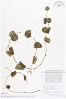 登錄號:BS01577藏品圖，第1張