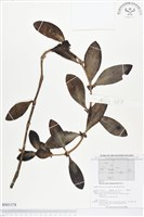 登錄號:BS01578藏品圖，第1張