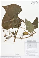 登錄號:BS01579藏品圖，第1張