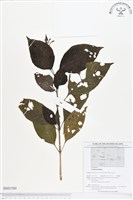 登錄號:BS01580藏品圖，第1張