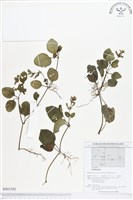 登錄號:BS01582藏品圖，第1張