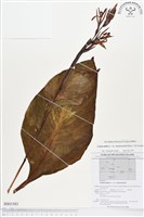 登錄號:BS01583藏品圖，第1張