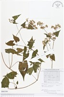 蔓澤蘭藏品圖，第1張