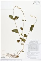 假川牛膝藏品圖，第1張