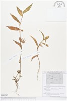 登錄號:BS01587藏品圖，第1張