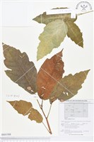 登錄號:BS01588藏品圖，第1張