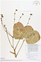 登錄號:BS01589藏品圖，第1張