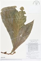 登錄號:BS01590藏品圖，第1張