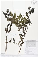登錄號:BS01591藏品圖，第1張