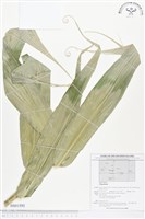 登錄號:BS01593藏品圖，第1張